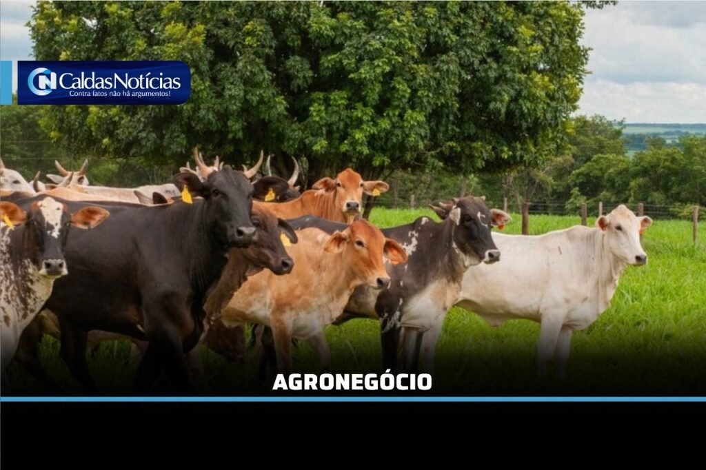 Caldas Noticias