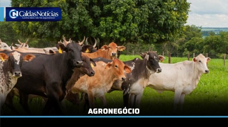 Caldas Noticias