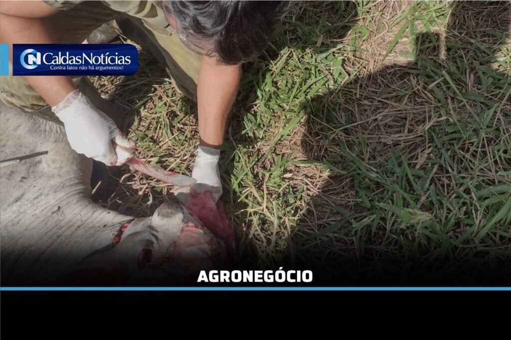 Caldas Noticias