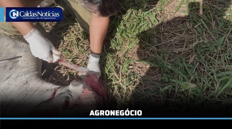 Caldas Noticias