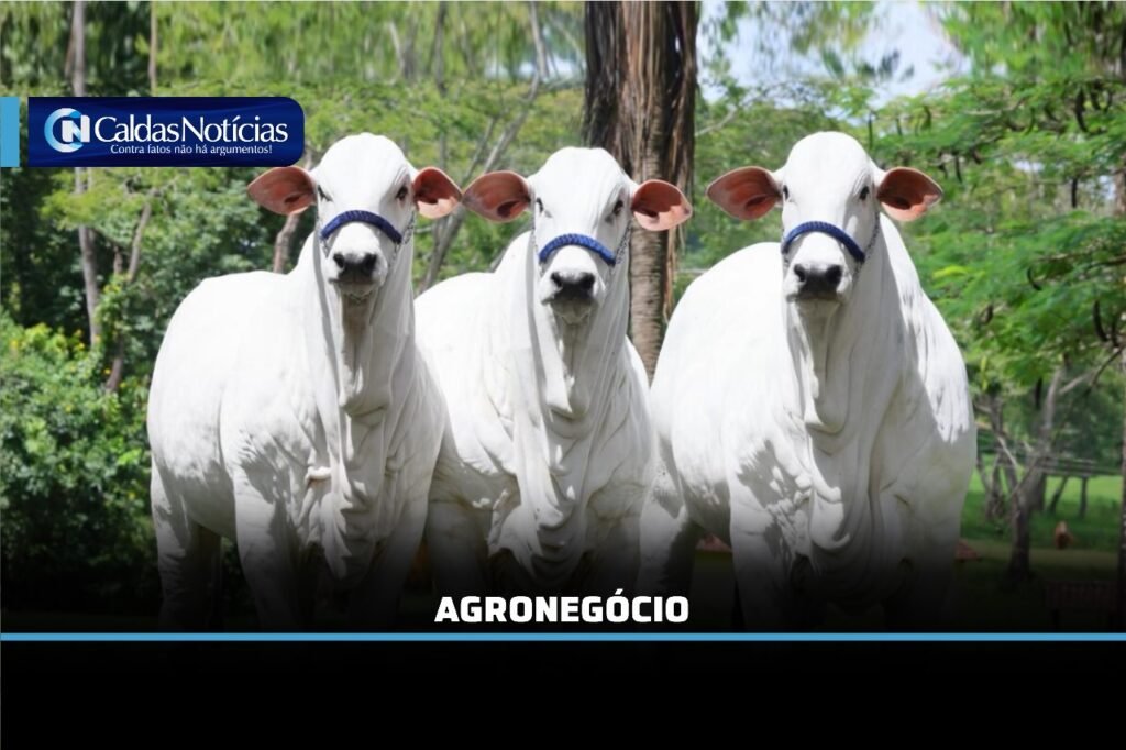 Caldas Noticias