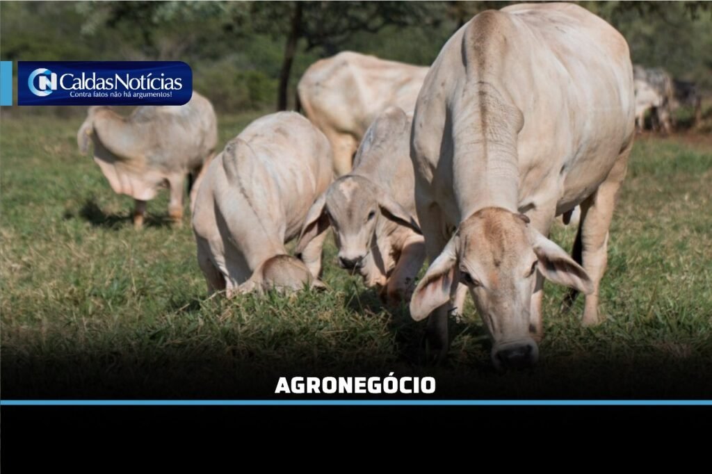 Caldas Noticias