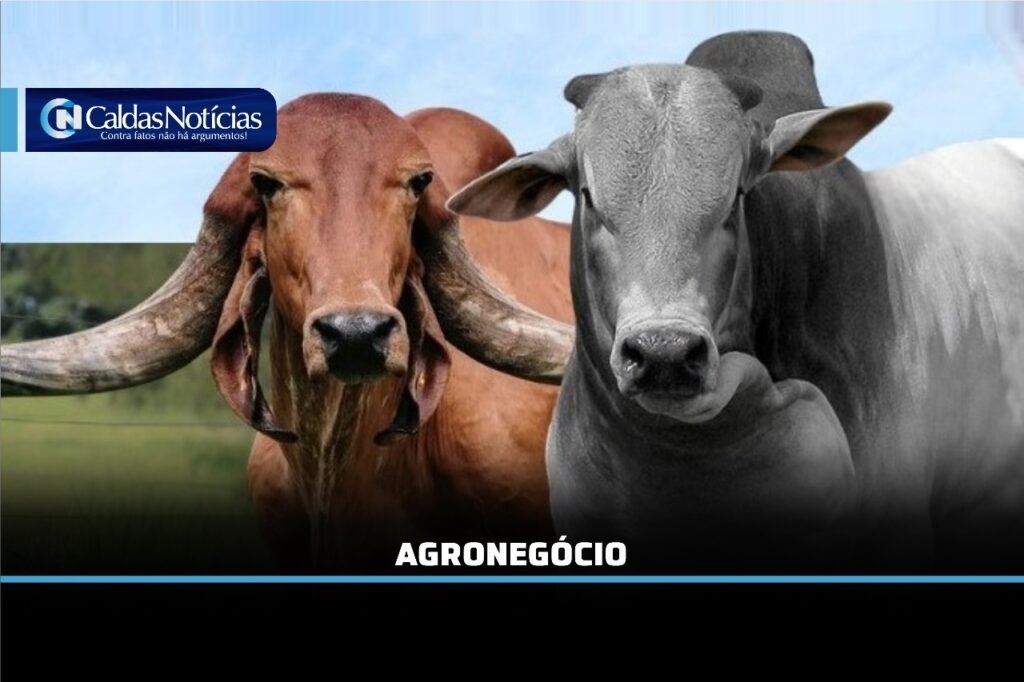 Caldas Noticias