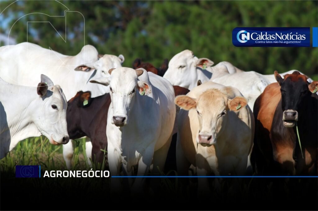Caldas Noticias