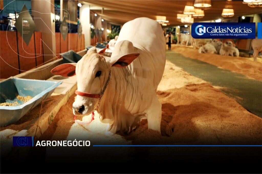 Caldas Noticias