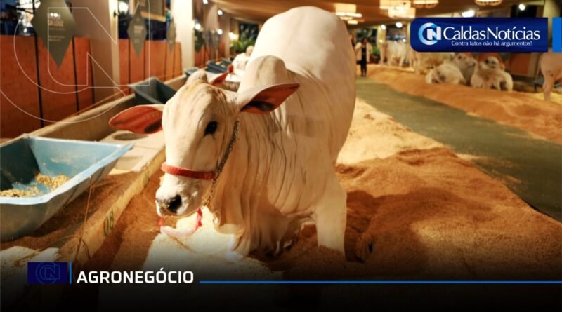 Caldas Noticias
