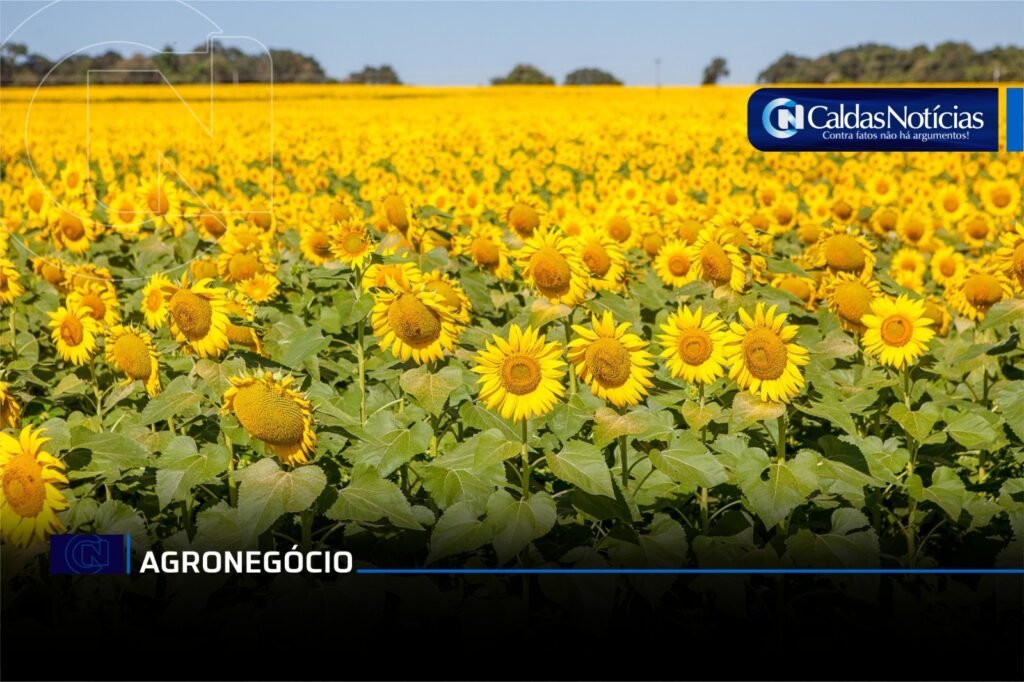 Caldas Noticias