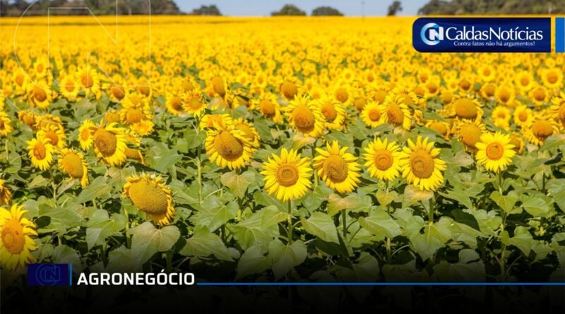 Caldas Noticias