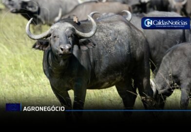 Caldas Noticias