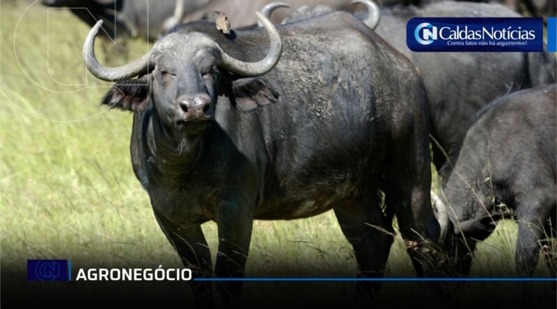 Caldas Noticias